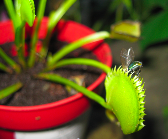 My Flytrap cut this fly's escape in half.