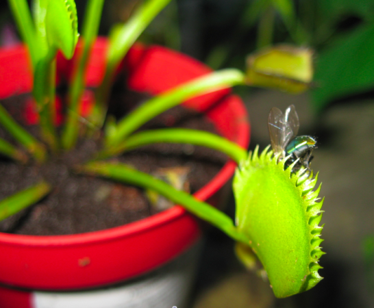 My Flytrap cut this flys escape in half.