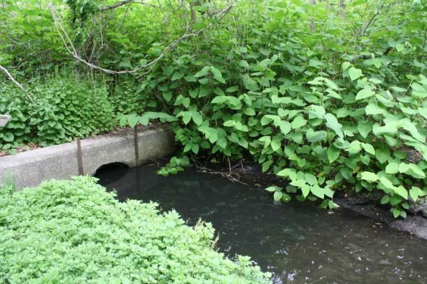 The Wetland fully in bloom this spring