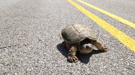 Man Caught Smuggling Turtles 