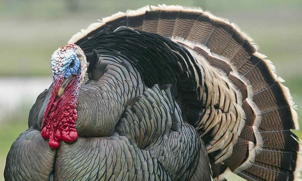 Turkey+Day